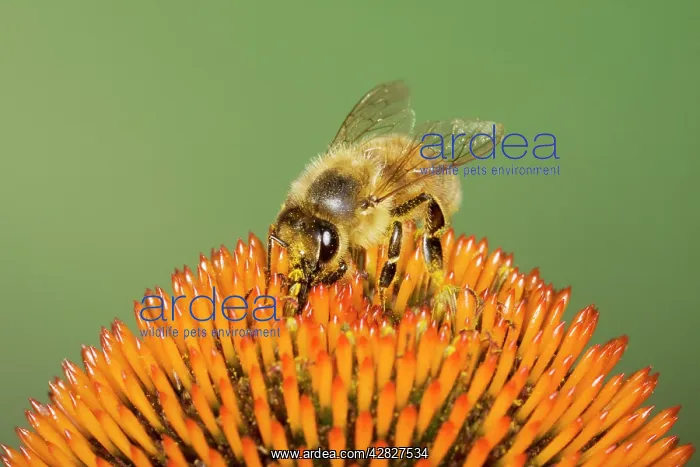 : Honeybee - feeding on Echinacea Flower : Honeybee - feeding on Echinacea Flower