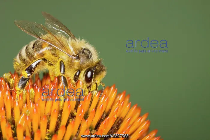 : Honeybee - feeding on Echinacea Flower : Honeybee - feeding on Echinacea Flower