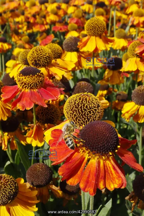 : Honeybee - feeding on Helenium flower Apis mellifera : Honeybee - feeding on Helenium flower Apis mellifera