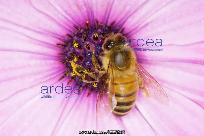: Honeybee - feeding on Osteospermum Flower : Honeybee - feeding on Osteospermum Flower