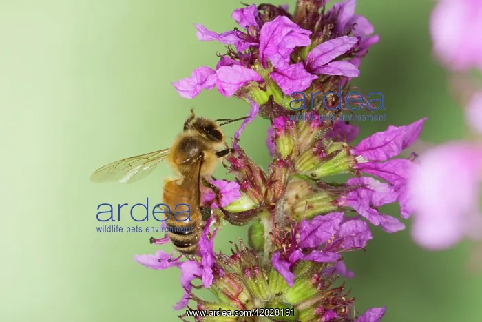 : Honeybee - feeding on Purple Loosestrife Flower : Honeybee - feeding on Purple Loosestrife Flower