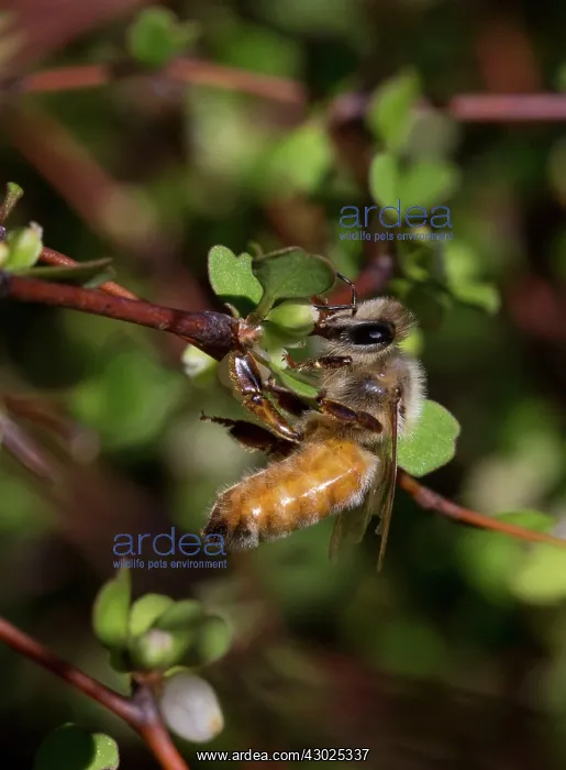 : Honeybee feeding on Shrubby Tororaro (Muehlenbeckia : Honeybee feeding on Shrubby Tororaro (Muehlenbeckia