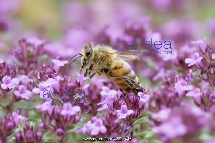 : Honeybee - feeding on Thyme : Honeybee - feeding on Thyme