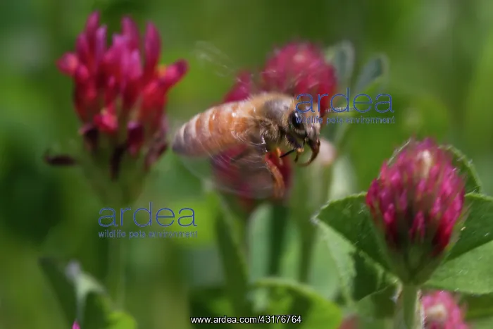: Honeybee in Flight : Honeybee in Flight