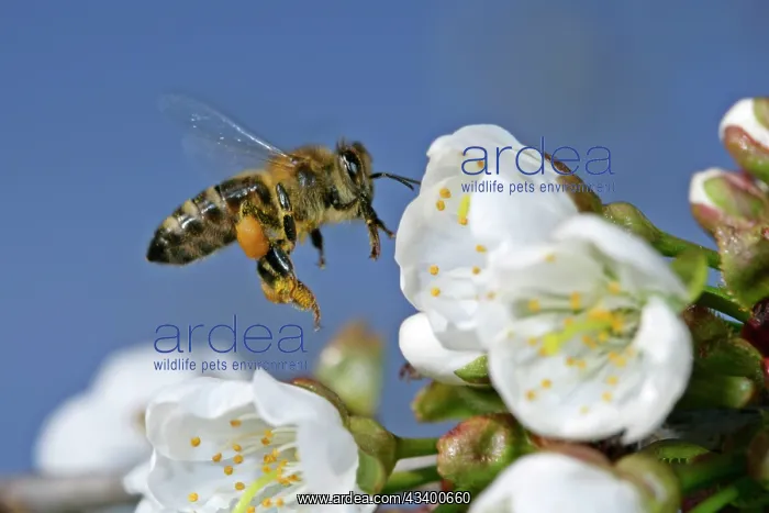 : Honeybee - in flight approaching cherry tree blossoms : Honeybee - in flight approaching cherry tree blossoms