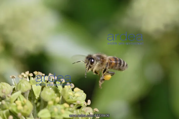 : Honeybee - in flight - gathering pollen : Honeybee - in flight - gathering pollen