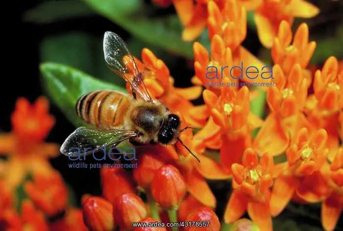 : Honeybee on flower : Honeybee on flower