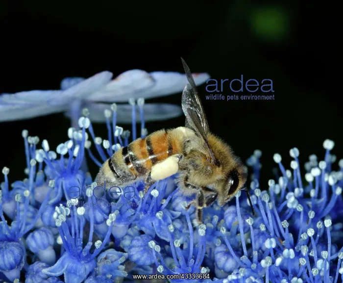 : Honeybee on flowers : Honeybee on flowers