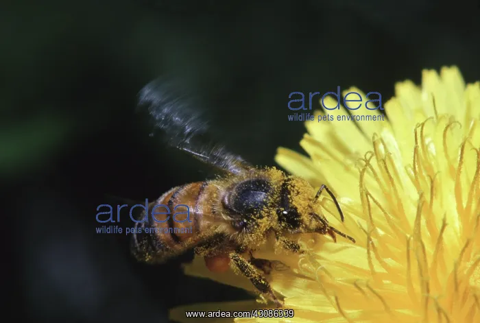 : Honeybee gathering Nectar : Honeybee gathering Nectar