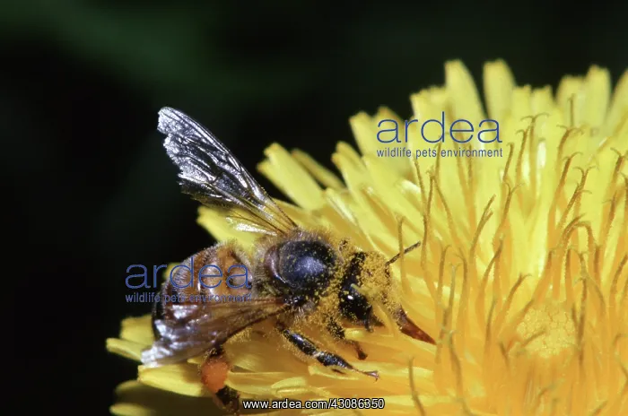 : Honeybee gathering Nectar : Honeybee gathering Nectar