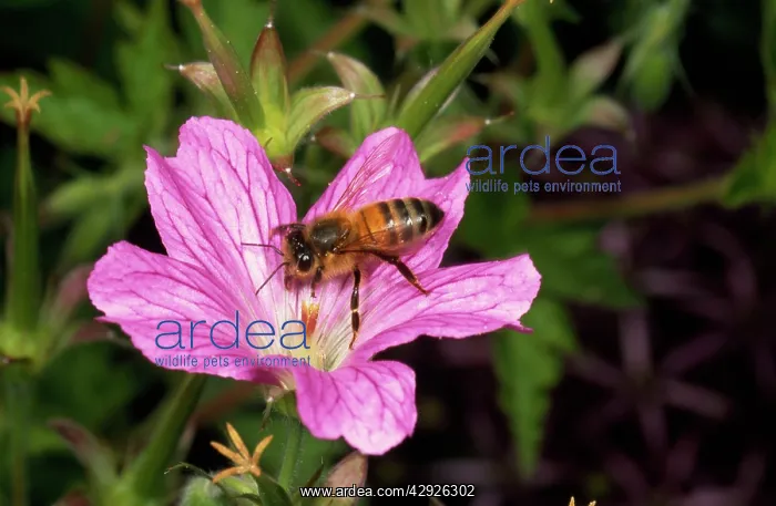 : Honeybee - gathering pollen : Honeybee - gathering pollen