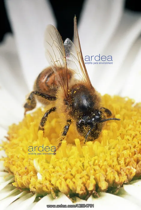 : Honeybee - gathering pollen : Honeybee - gathering pollen