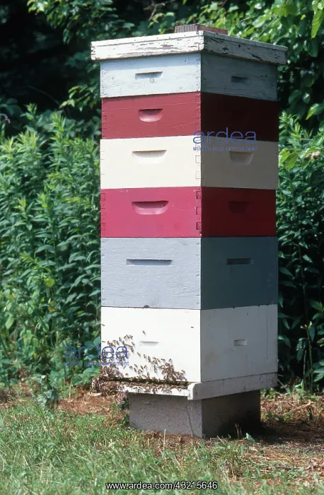 : Honeybee Hive : Honeybee Hive