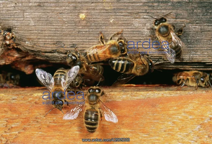: Honeybee - At hive entrance : Honeybee - At hive entrance