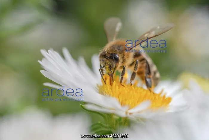 : Honeybee - honey bee gathering nectar on a flower in summer : Honeybee - honey bee gathering nectar on a flower in summer
