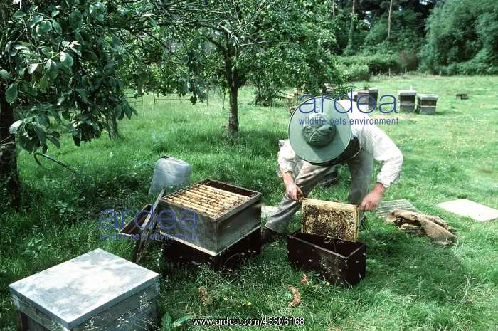 : Honeybee Keeper at work - creating nuclei colony : Honeybee Keeper at work - creating nuclei colony
