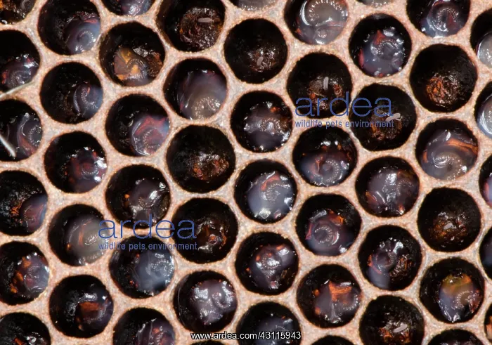 : Honeybee Larvae : Honeybee Larvae