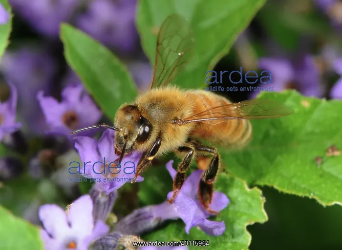 : Honeybee on Lavender : Honeybee on Lavender