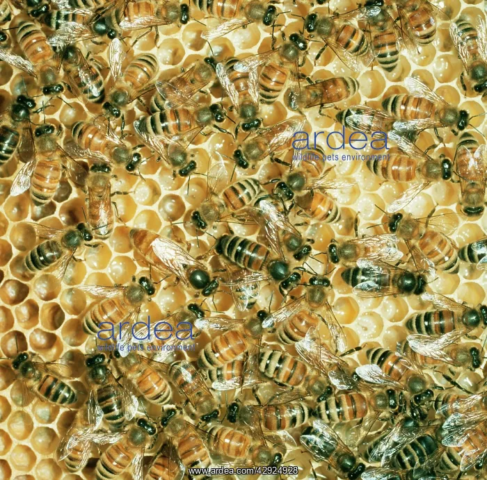 : Honeybee - mass on comb : Honeybee - mass on comb