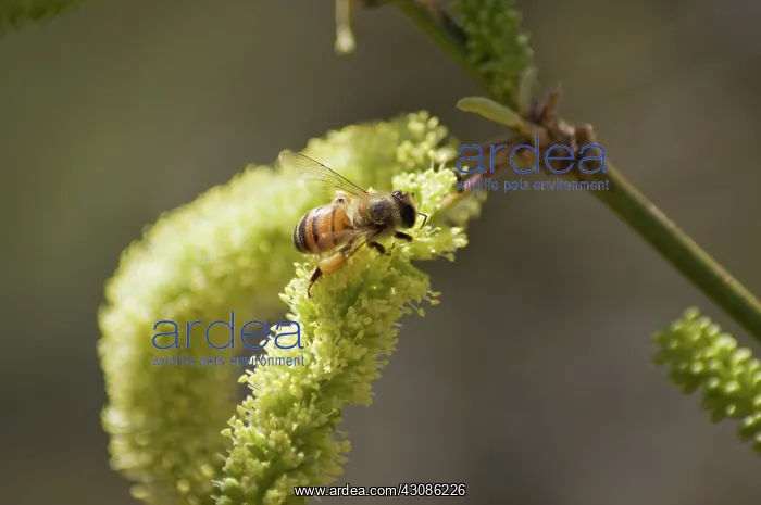  : Honeybee on Mesquite Flowers