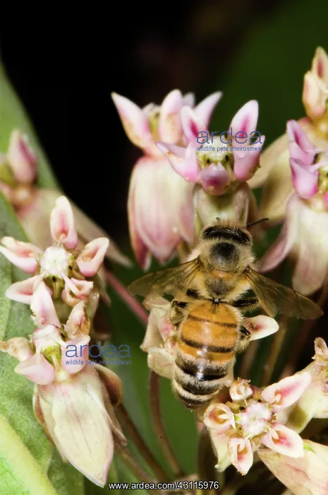 : Honeybee on Milkweed : Honeybee on Milkweed