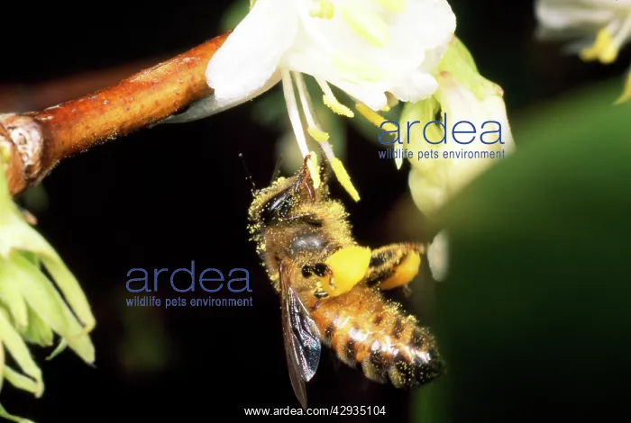 : Honeybee - with pollen baskets, pollinating flower : Honeybee - with pollen baskets, pollinating flower