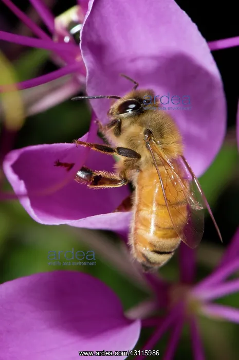 : Honeybee on Purple Spider Flower : Honeybee on Purple Spider Flower