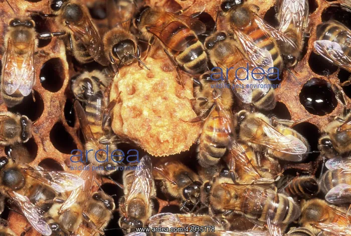 : Honeybee - With Queen cell : Honeybee - With Queen cell