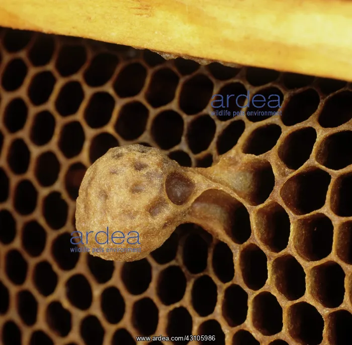  : Honeybee queen cell