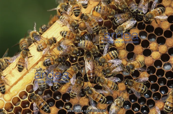 : Honeybee queen and workers : Honeybee queen and workers