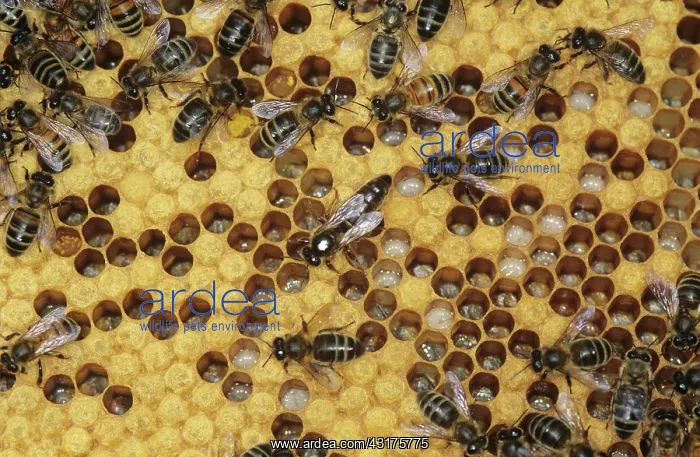 : Honeybee queen and workers : Honeybee queen and workers