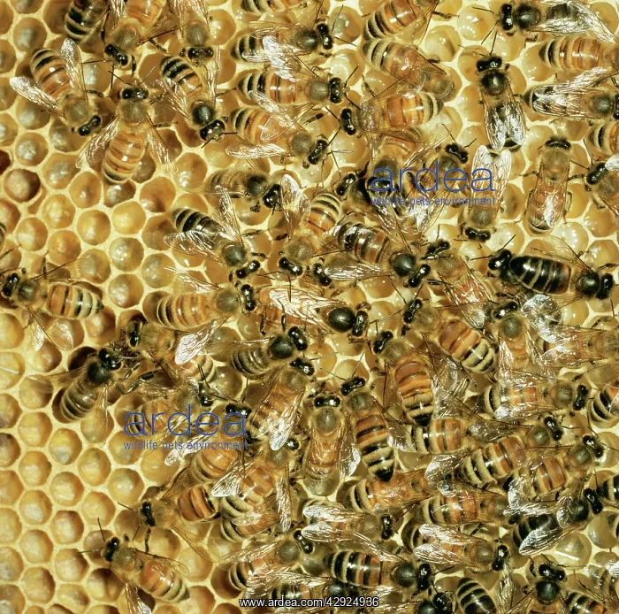 : Honeybee - Queen & workers on comb : Honeybee - Queen & workers on comb