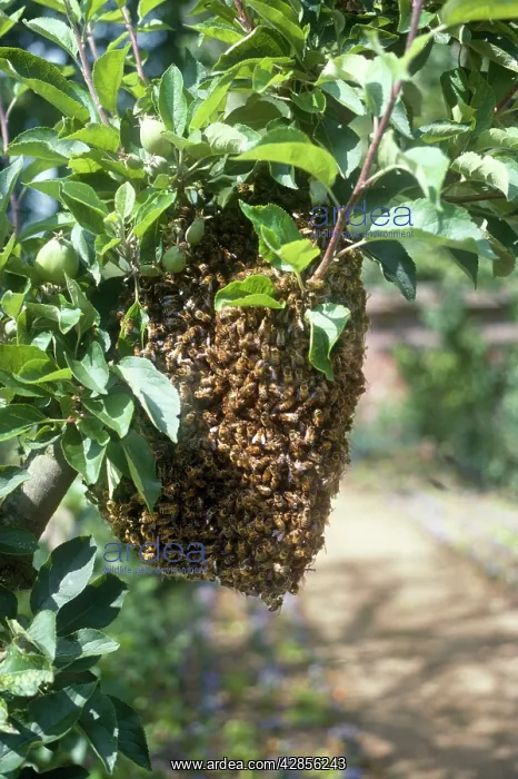  : Honeybee - swarm on apple tree