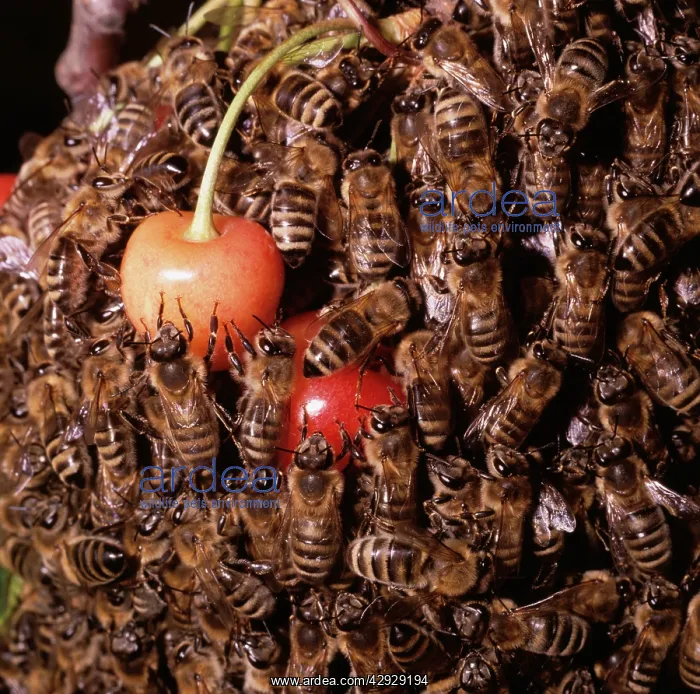 : Honeybee - Swarm on cherries : Honeybee - Swarm on cherries