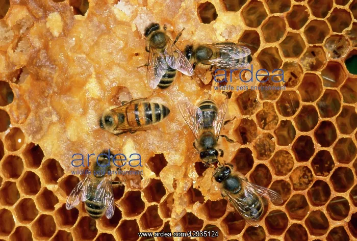 : Honeybee - Tending honeycomb : Honeybee - Tending honeycomb