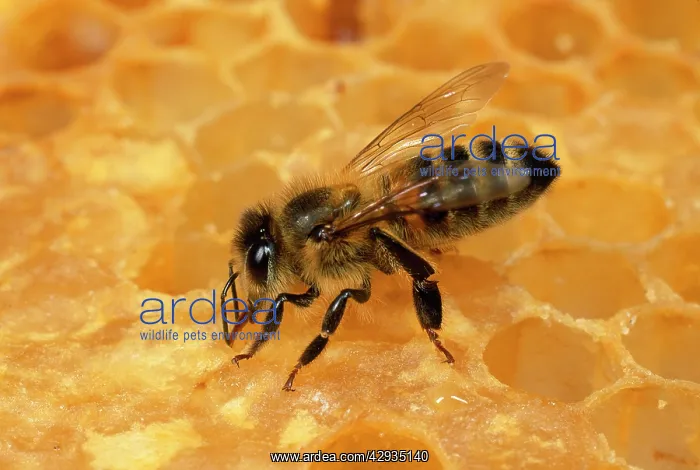 : Honeybee - tending honeycomb : Honeybee - tending honeycomb