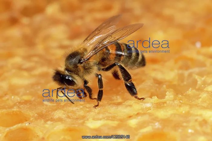 : Honeybee - tending honeycomb : Honeybee - tending honeycomb