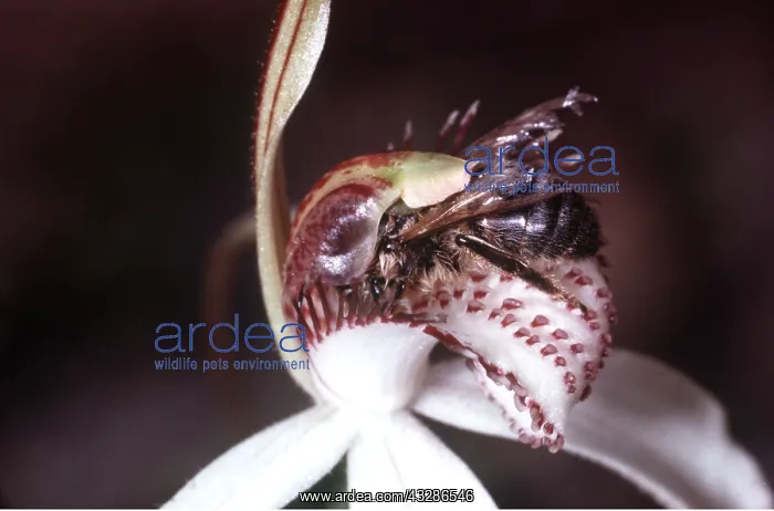 : HONEYBEE - trapped in Spider Orchid (Caladenia potersonii) : HONEYBEE - trapped in Spider Orchid (Caladenia potersonii)