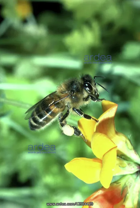 : Honeybee - on Trefoil : Honeybee - on Trefoil