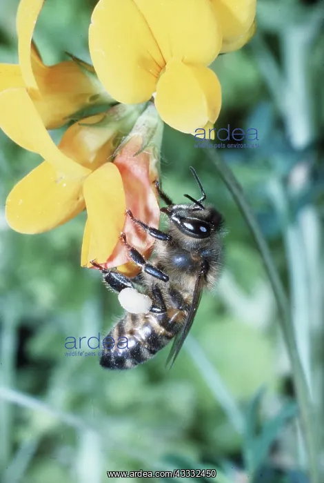 : HONEYBEE ON TREFOIL : HONEYBEE ON TREFOIL