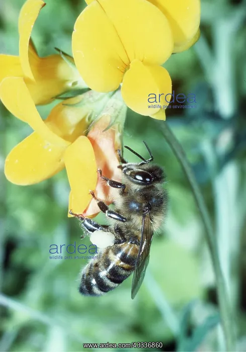 : HONEYBEE - on trefoil : HONEYBEE - on trefoil