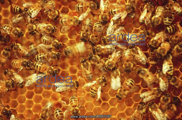 : Honeybee Waggle Dance : Honeybee Waggle Dance