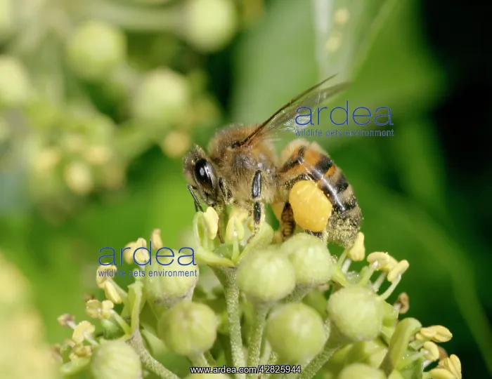 : Honeybee Worker - Feeding on ivy showing pollen sack : Honeybee Worker - Feeding on ivy showing pollen sack
