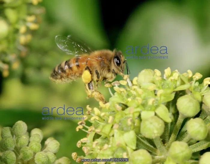 : Honeybee worker - Feeding on ivy showing pollen sack : Honeybee worker - Feeding on ivy showing pollen sack