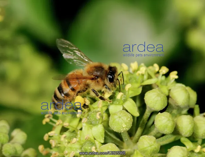 : Honeybee Worker - Feeding on ivy showing pollen sack : Honeybee Worker - Feeding on ivy showing pollen sack