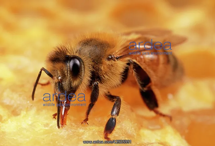 : Honeybee - Worker tending honeycomb : Honeybee - Worker tending honeycomb