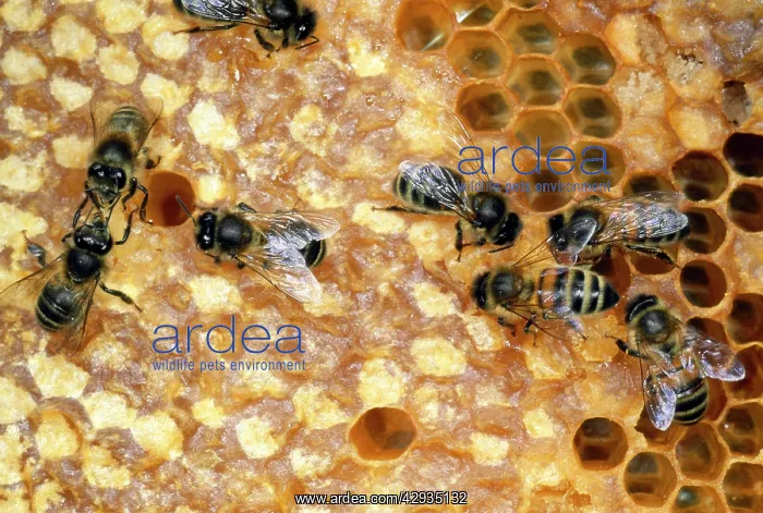 : Honeybee - workers tending honeycomb : Honeybee - workers tending honeycomb