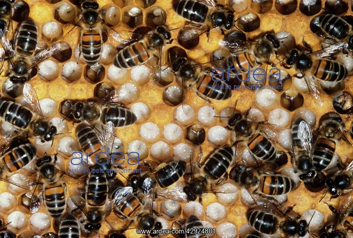: Honeybees and Brood Cells & larvae : Honeybees and Brood Cells & larvae