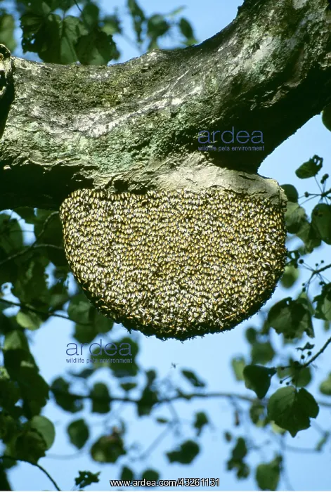 : HONEYBEES COLONY - BEE HIVE : HONEYBEES COLONY - BEE HIVE