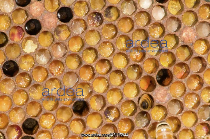  : Honeybees on Comb